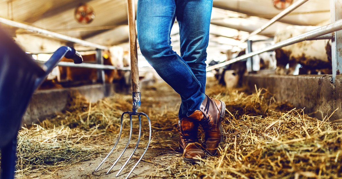 A person wearing jeans and boots leaning on a hay folk while standing in a stable full of calves and cows.