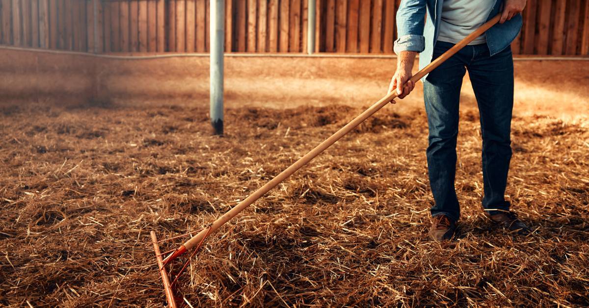 A man wearing jeans using a rake to move hay inside a barn with wooden beams and scattered hay on the floor.